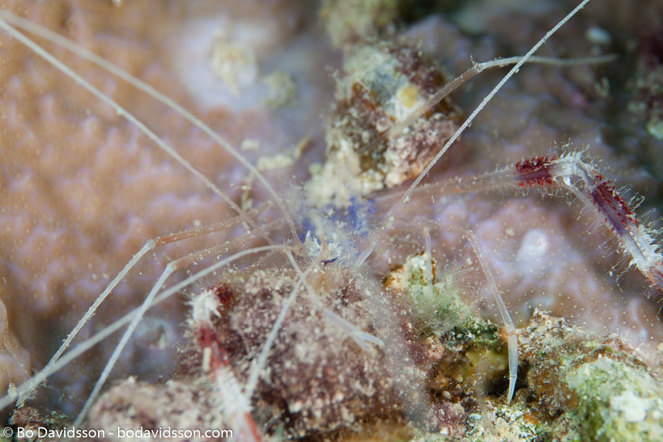 BD-100921-Fury-Shoal-1956-Stenopus-hispidus-(Olivier.-1811)-[Banded-coral-shrimp].jpg